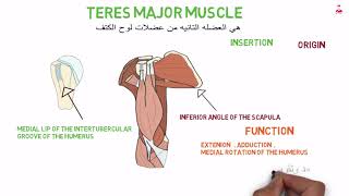 teres major muscle [upl. by Primaveras]