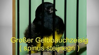 Großer Gelbbauchzeisig  Spinus Steijnegri [upl. by Llerrat906]