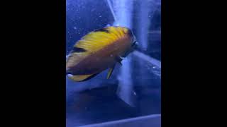 KOI SCOPAS TANG ……🙄 emoji music alphabetlore beats amongus aquarium twolessfishinthesea [upl. by Arakawa925]