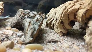 Bioactive desert habitat for blue death feigning beetles [upl. by Ahsirkal]