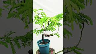 How to make a Tamarind bonsai bonsai short flower garden shortvideo gardening shortsviral [upl. by Aihsiym538]