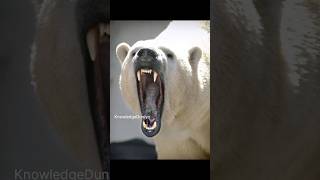 Polar Bear Facts polarbear bears animalshorts trendingshorts shortsvideo youtubeshorts facts [upl. by Karisa]