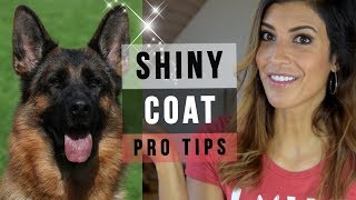 GERMAN SHEPHERD GROOMING 6 TIPS FOR A SUPER SHINY DOG COAT [upl. by Aelyk]