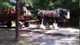 Shire Horses pulling Wagon at Kentucky Down Under Adventure Zoo [upl. by Castra]