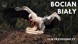 Bocian biały  kopulacja rozbudowa gniazda  White stork [upl. by Orsini]