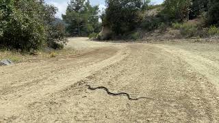 Cyprus Whip Snake Hierophis cypriensis showing how fast they can get [upl. by Bruce337]