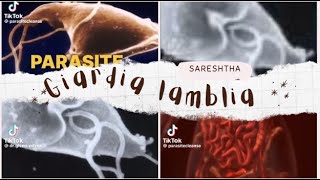 Giardia Lamblia [upl. by Serolod]