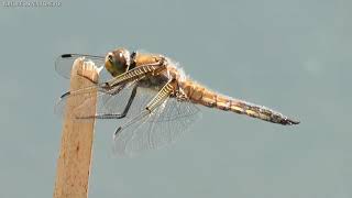 Dragonflies and Damselflies in the Summer [upl. by O'Connor]