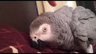 Gray parrot waking me up [upl. by Thatch]