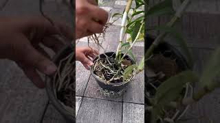 Orchid plant propagation Malayalam [upl. by Violeta14]