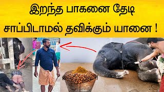 பாகனை தேடி சாப்பிடாமல் இருக்கும் யானை  நெஞ்சை நொறுக்கும் வீடியோ [upl. by Erv838]