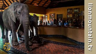 The Elephants that came to dinner 🐘🐘🐘  Mfuwe Lodge Zambia [upl. by Belayneh]