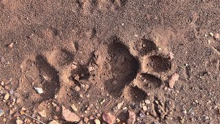 Jungle mein jab dikhe Tiger ke fresh pugmark Trek to Kachida Mata in Ranthambhore Nation Park [upl. by Howland]