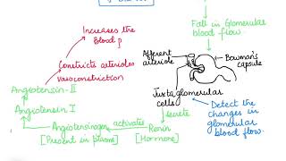 THE RENIN ANGIOTENSIN ALDOSTERONE SYSTEM HUMAN PHYSIOLOGY CH19 PART 15 ISCCBSE 11 [upl. by Ailemrac]