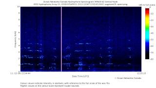 Repeated Southern Resident Killer Whale JPod Calls [upl. by Cheyne]