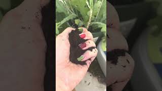 Incredibly Easy 🪴 Remedy for Mealybugs You Must See [upl. by Roberta]