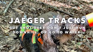 Jaeger Tracks Lose a Gut Shot Buck Wounded Deer Dont Just Run Downhill or Go To Water [upl. by Carlota236]