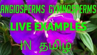 Angiosperms ampGymnosperms in Tamil  with live examples🤓🌱 [upl. by Shrier]