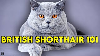 British Shorthair Cat 101  Learn EVERYTHING About Them [upl. by Conlon]