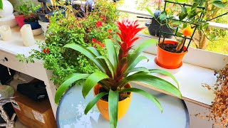 Guzmania beautiful Flower [upl. by Leavelle415]