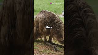 The Great Emu War Australias Funniest Defeat facts history viralvideo funny shorts [upl. by Assyli458]