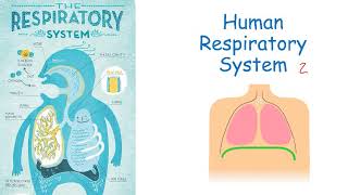 CCEA GCSE Biology respiratory system structure and breathing [upl. by Placeeda933]