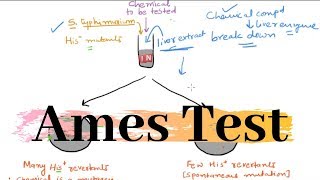 Ames Test  How Does it Work [upl. by Aryas]