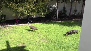 Birds going to kill Harry Our dachshund [upl. by Dominga422]