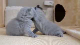 British Shorthair Cats [upl. by Conlen]