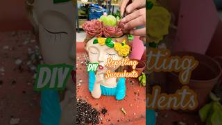 DIY Repotting ideas for your succulents 💚 succulent shorts shortvideo shortsfeed [upl. by Rendrag]