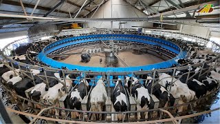 1000 Kühe melken im 80ziger Melkkarussell Tiere füttern Visiting a 80 Stall Rotary Milking Parlor [upl. by Modla]