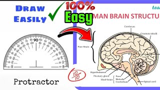 Diagram of Human Brain cbse diagram exams [upl. by Elinet]