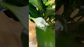 Peace Lily aka Spathiphyllum plants plant indoorplants plantlove houseplants nature plantlife [upl. by Ahsenrad576]