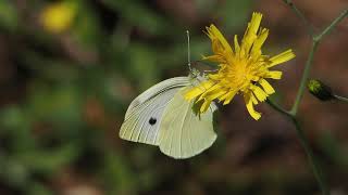 motyl bielinek kapustnik  Pieris brassicae the large white butterfly [upl. by Neale453]