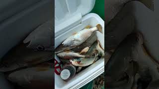 Fresh Croaker fish from manila bay [upl. by Nnahsal]