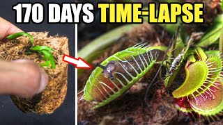 Venus Fly Trap Restoration Time Lapse 170 Days [upl. by Savart]