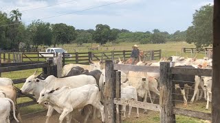 Recria e engorda de novilhas á Pasto [upl. by Aneeuqahs]