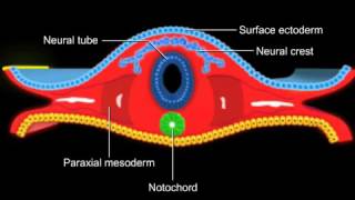Neurulação Terceira semana de desenvolvimento embrionário humano [upl. by Mallis]