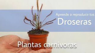 ¿Cómo recolectar semillas de Drosera  Plantas carnívoras [upl. by Anitsuj306]