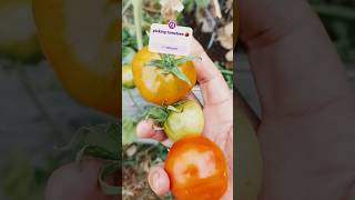 HARVESTING TOMATOS 🍅 plant tomatoes harvested har [upl. by Sibeal342]