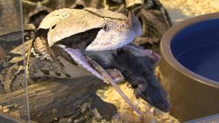 Gaboon Viper  The Reptile Zoo [upl. by Rockey]