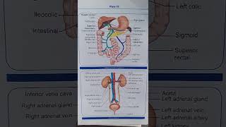 Hepatic portal circulation  anatomy and physiology  nursing [upl. by Sherard]