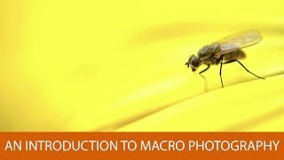 An Introduction to Macro Photography [upl. by Ardnod]