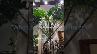 Big Leaf Philodendron Varieties Monstera Deliciosa bigleafphilodendron monsteradeliciosa plants [upl. by Naut42]