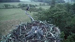 Bywyd Gwyllt Glaslyn Wildlife  Ffrwd Byw  Live Stream [upl. by Nerahs]