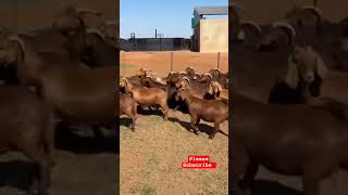 Kalahari Red Goats for sale Great Genetics 👍 uganda goatbusiness goathusbandry goatfarming [upl. by Einwahr]