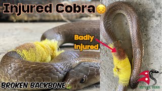 Innocent Cobra Almost Got Killed  Broken Backbone  RJ Prabin [upl. by Anyal]