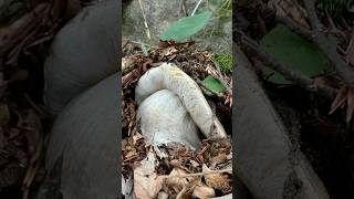 Un PORCINO XXL  porcini funghiporcini funghi boletus boletusedulis fungo edulis [upl. by Ancell]