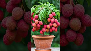 🌿The Absolute Best Way to Grow Your Litchi Tree at Home litchi gardening [upl. by Enautna]