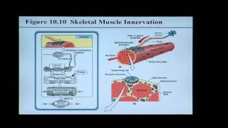 Anatomy and Physiology Help Chapter 10 Muscle Tissue [upl. by Aknayirp]